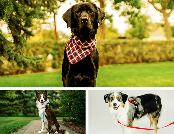 Blue-9 Pet Products